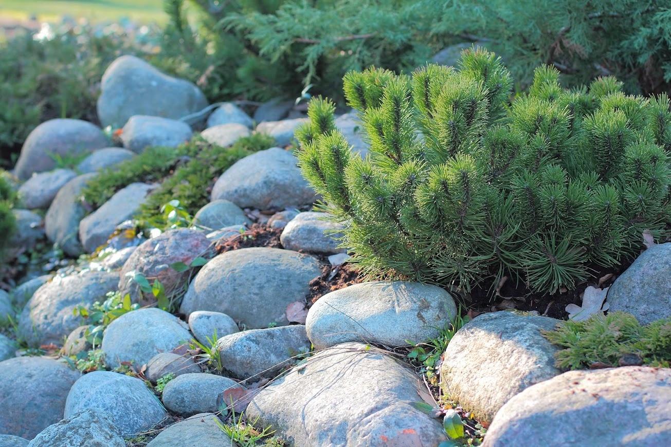 Сад в природном стиле: nature garden на пике популярности | Заказать проект  ландшафтного дизайна участка в Москве